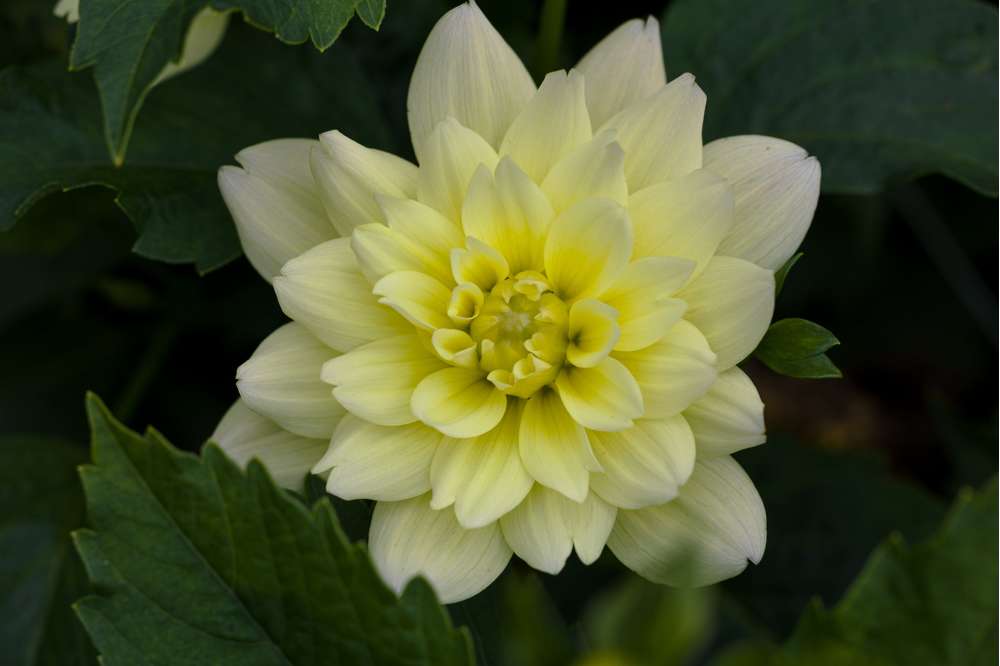 Dahlia 'Berliner Lemon'
